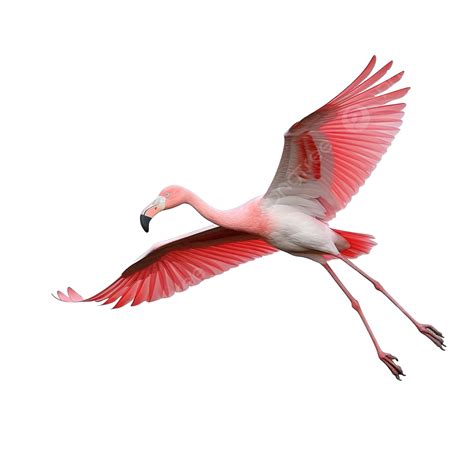 Greater Flamingo Png Vector Psd And Clipart With Transparent