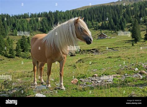 Haflinger Horse Adult Standing On A Mountain Pasture Rauris Valley Hi