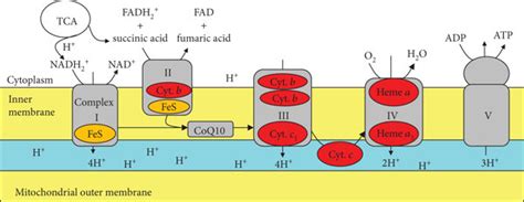 Depiction Of The Mitochondrial Electron Transfer System Download