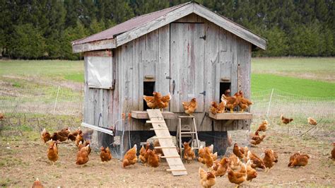 Cuándo y cómo empezar un gallinero