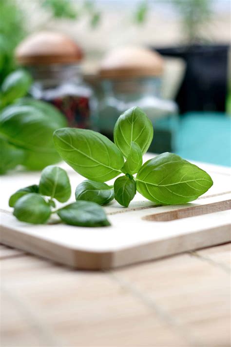 How To Harvest Basil Without Killing The Plant Steps