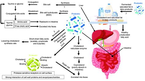 Mechanism Of Probiotics In Lowering Cholesterol Levels And Saturated