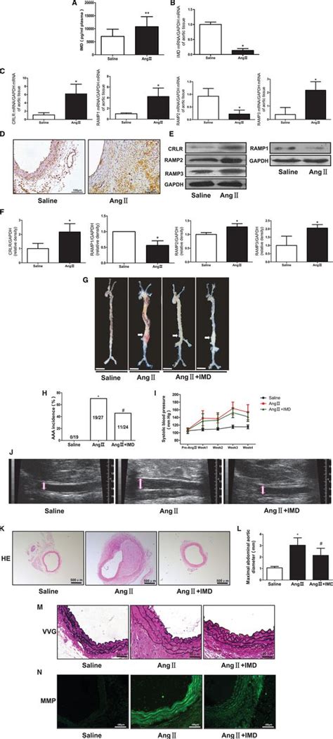 Intermedin153 Attenuates Abdominal Aortic Aneurysm By Inhibiting