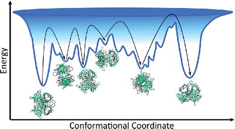 Schematic Of The Conformational Space Avidin Can Explore Showing The