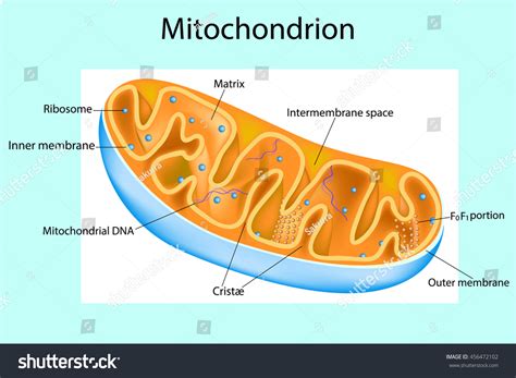 Components Typical Mitochondrion Structure Interactive Diagram Stock ...