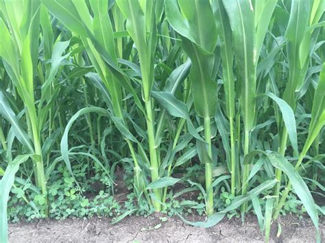 Benefits Of Sorghum Sudangrass As Companion Crop To Establish Forage