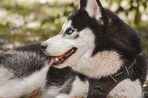 husky pictures images hd pixabay