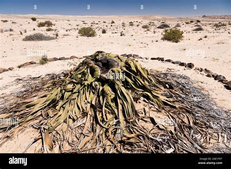 Welwitschia Desert Wild Plant Welwitschia Drive Near Swakopmund