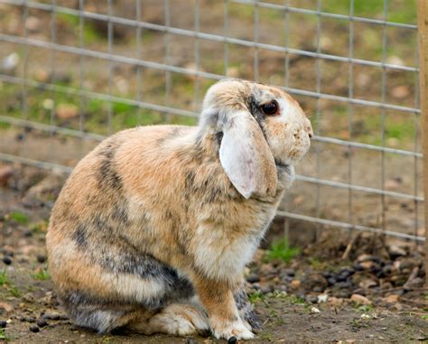 Cute Bunny Rabbit Free Stock Photo - Public Domain Pictures