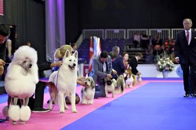 Nouvelles De Berger Blanc Suisse Levage De Berger Blanc Suisse Du