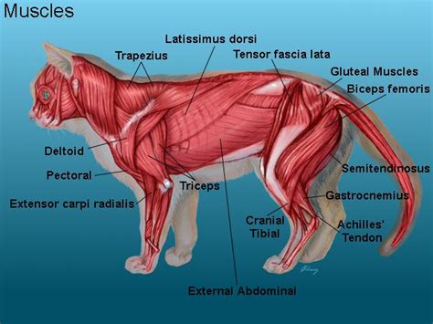 An Image Of The Muscles In A Cat