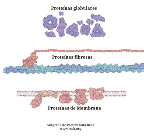 Las Proteínas