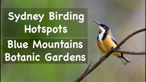 Sydney Birding Hotspots 17 Blue Mountains Botanic Gardens YouTube