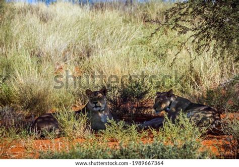 African Lioness Tracking Collar Lying Down Stock Photo 1989667364