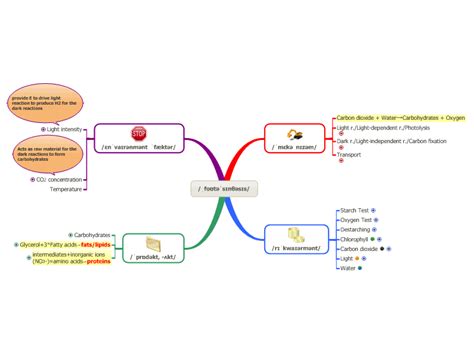 Mind Map Of Photosynthesis