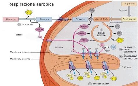 Fosforilazione Ossidativa O Catena Respiratoria Vita2Punto0