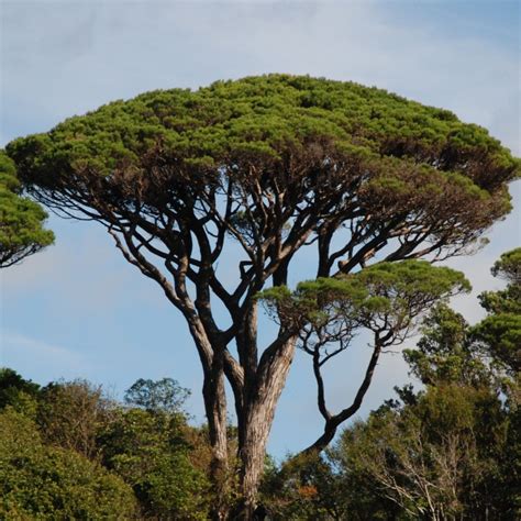 Pinus Pinea