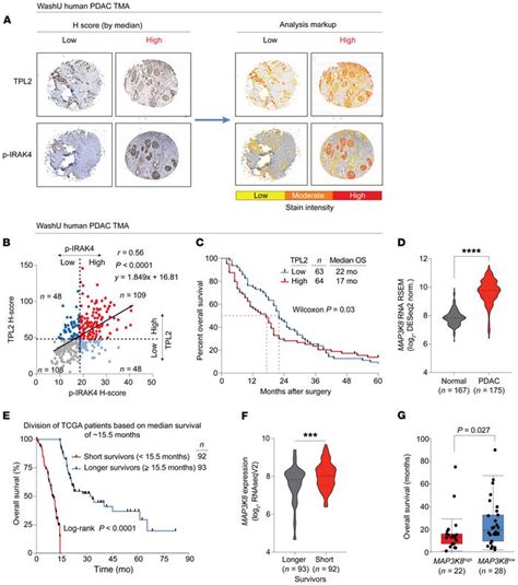 Jci Tpl2 Enforces Ras Induced Inflammatory Signaling And Is Activated