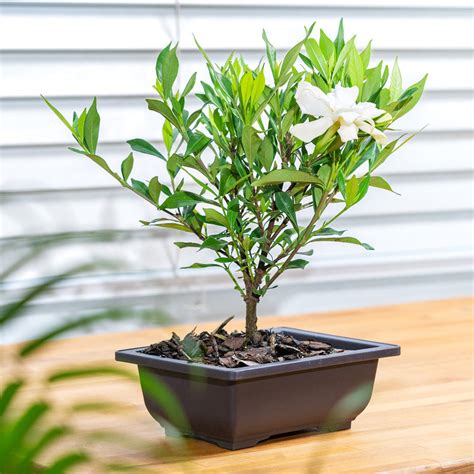 Buy Bonsai Tree Kit for Sale | Soil + Fertilizer Included | Perfect Plants