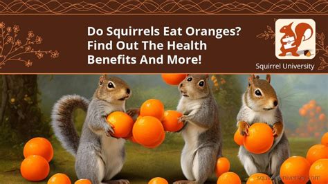 Do Squirrels Eat Oranges And Ways To Protect The Trees Squirrel University