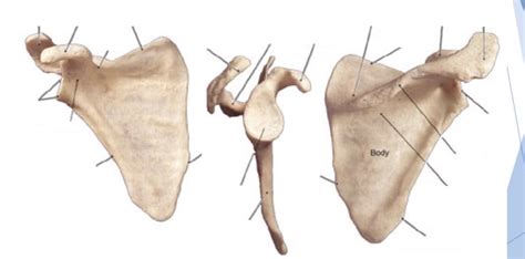 Appendicular Skeleton Scapula Diagram Quizlet