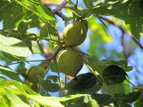 Il Noce Alberi Da Frutto Coltivare Noce