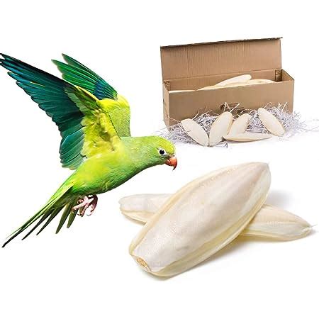 Buy Cuttlefish Bone | CUTTLEBONE - Cuttlebone for Birds & Reptiles 100g ...