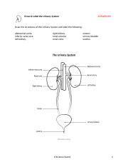 Urinary System Draw And Label Answer Key Docx Draw Label The