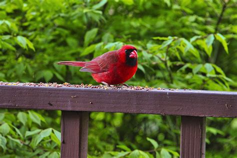 Cardinal Bird Wildlife West - Free photo on Pixabay - Pixabay