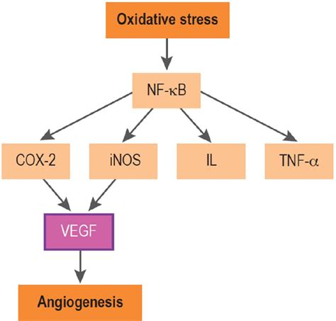 Figure 1 From Pathophysiology And Pharmacological Targets Of Vegf In Diabetic Macular Edema