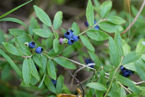 Blueberry Leaves May be Used to Heal Hepatitis C