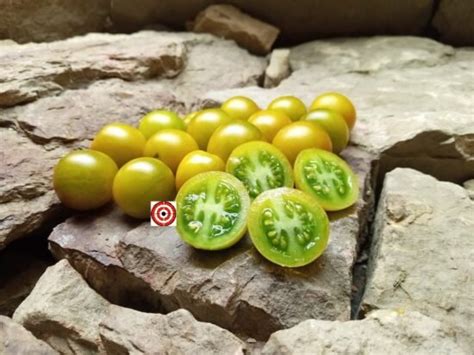 The Best Tomatoes Emerald Green Cherry Tomato Seeds For Sale Here