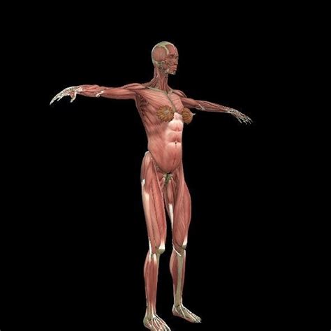 Female Muscle System 3d Model Cgtrader