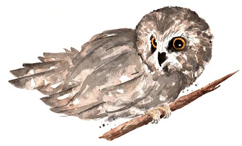 Northern Saw Whet Owl Tattoo