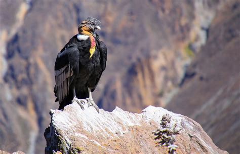 Condor Significato Simbologia E Caratteristiche Del Condor