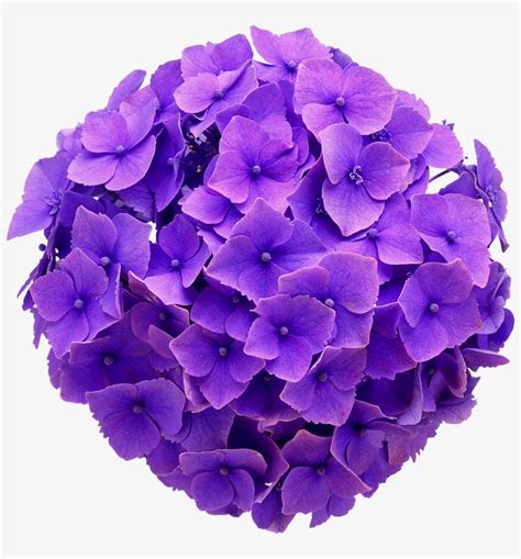 Hydrangea Real Flower Purple Cute Beautiful Freetoedit Hydrangea