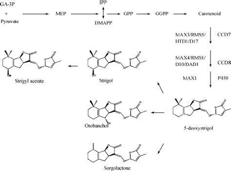 Structure And Biosynthesis Of Strigolactones Strigolactones Are