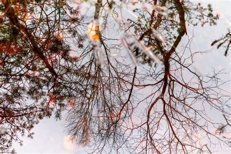 Nature View Of Swamp Water And Reflection Of Tree Branches In Brown