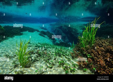 Ichetucknee Springs State Park Florida Stock Photo Alamy