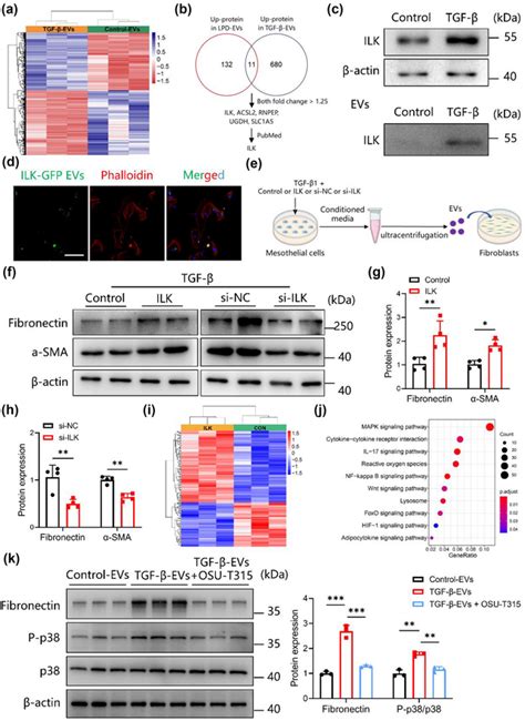 Ilk Is Enriched In Mesothelial Evs And Promotes Fibroblast Activation