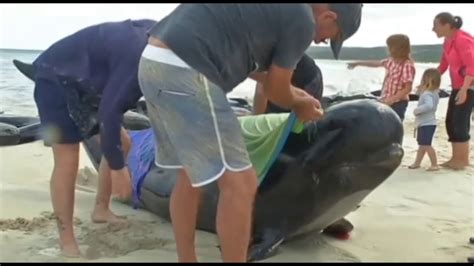 Ber Wale An Australiens Westk Ste Gestrandet Und Verendet Jetzt