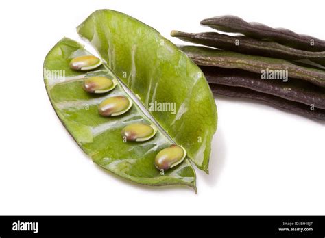 Indian Bean Common Name Lablab Bean Hyacinth Bean Bonavista Bean