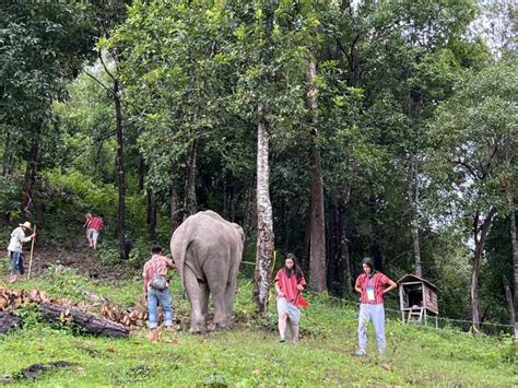 Chiang Mai Waterfall Elephant Sanctuary And Bamboo Rafting GetYourGuide