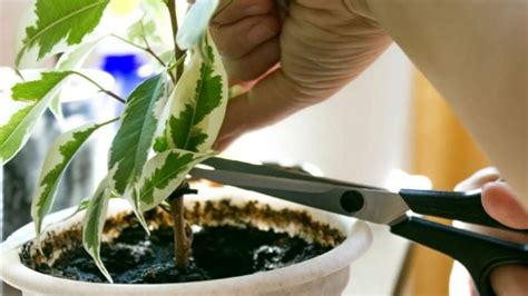 Regaste Tu Planta En Exceso 5 Consejos Que Pueden Salvarla De