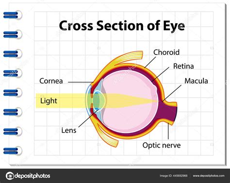 Anatom A Ocular Humana Con Secci N Transversal Del Diagrama Ocular