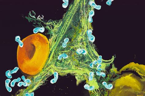 Jun 28 Immune Inhibitory Receptors May Be A Therapeutic Target For