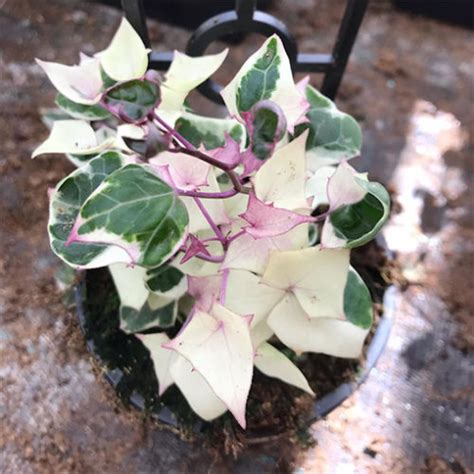 Care Tips For Senecio Macroglossus Variegated Wax Ivy