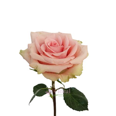 Absolute In Pink Rose 50 Cm Potomac Floral Wholesale