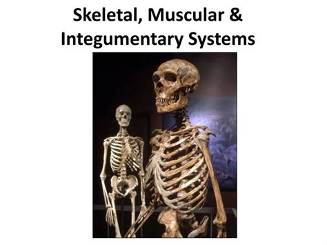 Ppt Skeletal Muscular Integumentary Systems Powerpoint Hot Sex