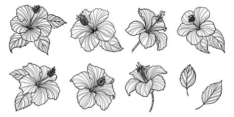 Premium Vector Set Of Hand Drawn Hibiscus Flower Outline Vector